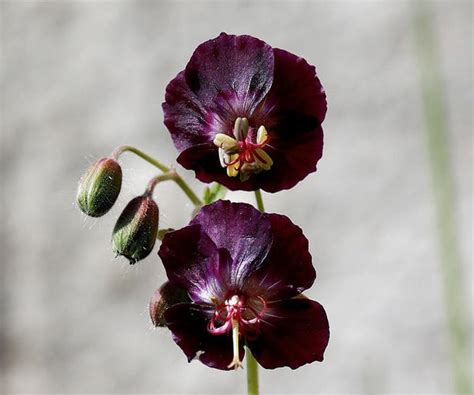 Pygeum Extract: Exploring Its Potential Health Benefits and Uses ...