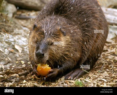 Beaver eating fruit at Birmingham Nature Centre Stock Photo - Alamy