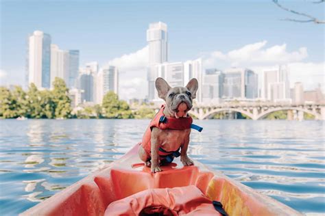 Can French Bulldogs Swim? - Frenchie FAQ