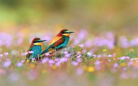 Image result for Birds at Springtime
