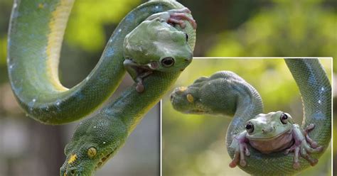Image result for Python vs Frog