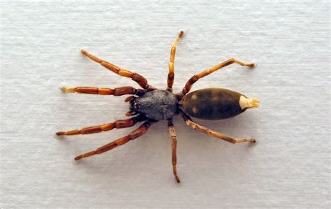 White-Tailed Spider Bites In Australia: Myths, Symptoms & First Aid ...