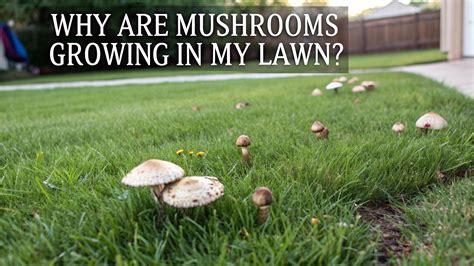 Why Are Mushrooms Growing in My Lawn - Vincent James Homes