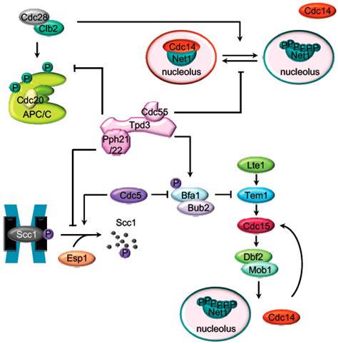 PP2A Functions during Mitosis and Cytokinesis in Yeasts