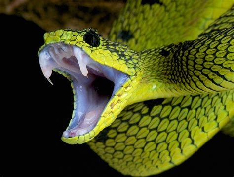 Patch modeled after a snake’s fang could deliver drugs and vaccines • Earth.com