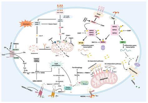 The Roles of E3 Ubiquitin Ligases in Cerebral Ischemia–Reperfusion Injury