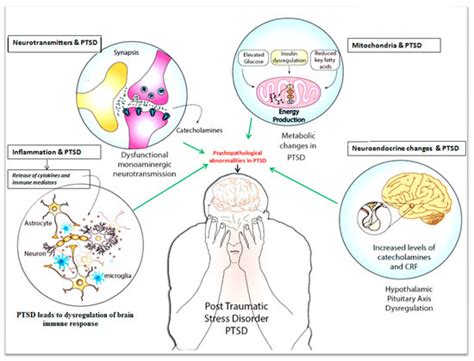 Neurophysiology and Psychopathology Underlying PTSD and Recent Insights ...