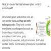 Animal and Plant cells diagram for class 7th with the differences and ...