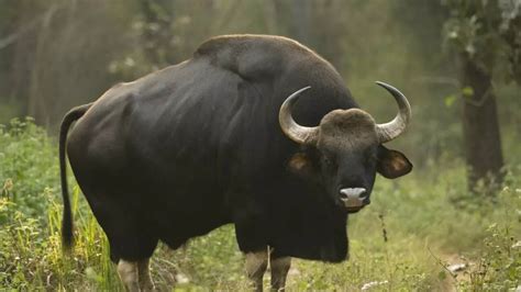When Hunter Gets Hunted! Hunters Group Open Fire At Endangered Bison ...