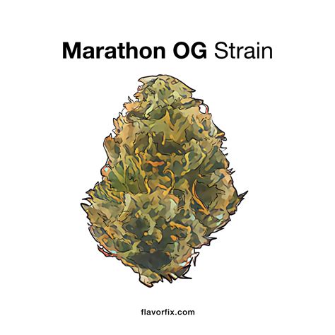 Marathon OG Strain Info | Cannabis Strains | Flavor Fix