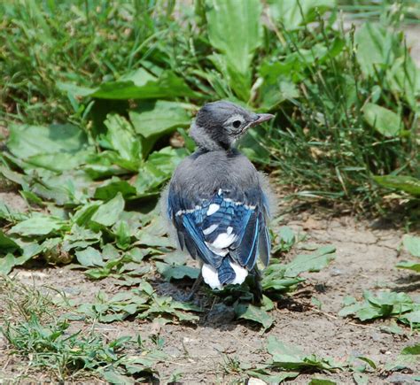 Baby Blue Jay Bird: All The Life Stages including Pictures