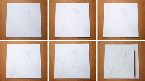 Image result for How Do You Draw a Parrot