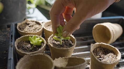 How To Propagate Plants