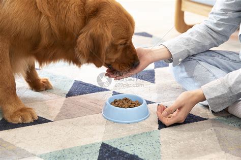 喂食狗要科学，尤其是在饭桌时更要有规矩，可以省去很多养犬烦恼|饭桌|爱犬|狗粮_新浪新闻