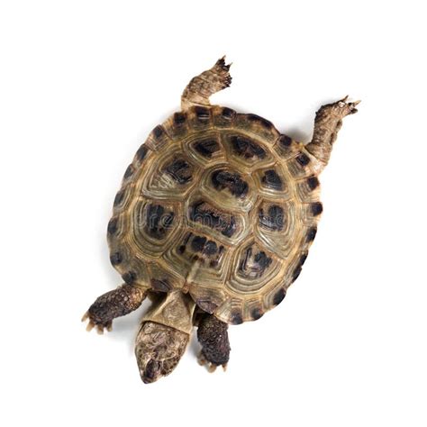 Image result for Empty Turtle Shell Drawung