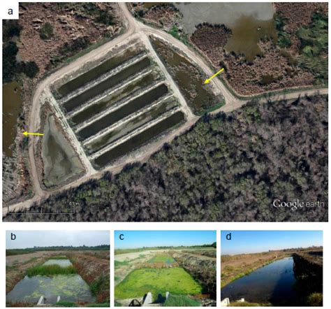 Integrated Mosquito Management in Experimental Constructed Wetlands ...