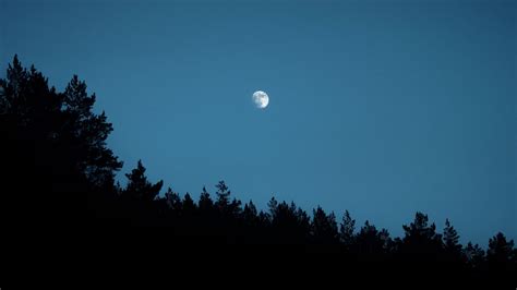 Download wallpaper 1920x1080 moon, trees, silhouettes, outlines, night ...