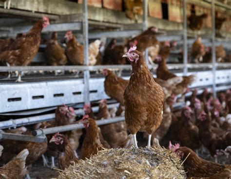 Geflügelhalter gesucht: Big Dutchman unterstützt den CERES AWARD ...