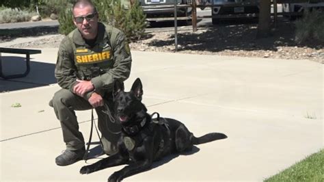 Meet Washoe County Police Dogs