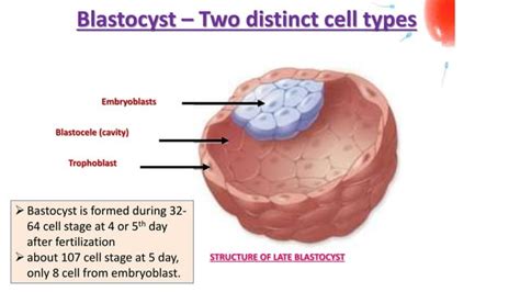 Image result for 2nd Week of Development