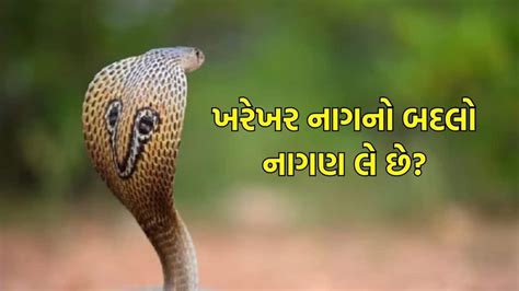 નાગના મોતનો બદલો નાગણ ખરેખર લે છે? શું સાચેજ ઈચ્છાધારી સાપ હોય છે ...