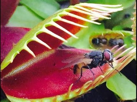 Plants that feast on animals - Insectivorous plants – TrustBasket