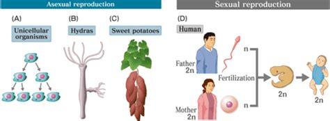 Testing team - Software Testing PDF Download