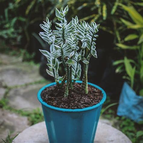 Mphmi Seedless Plant Indoor Plants Variegated Pedilanthus, Devil s ...