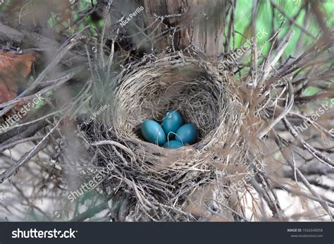 13,123 Reproduction Of Birds Images, Stock Photos & Vectors | Shutterstock