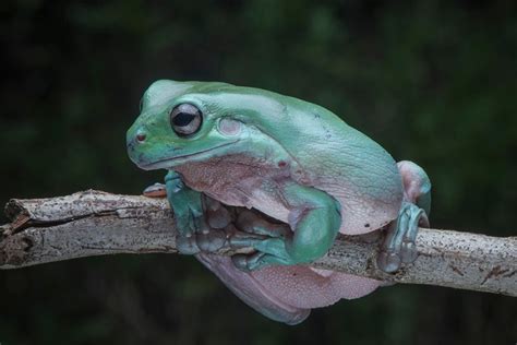 Image result for Types of Tree Frogs