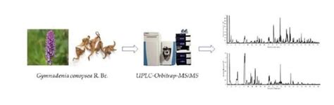 Rapid Characterizaiton of Chemical Constituents of the Tubers of ...