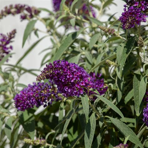 Lil' Grape Butterfly Bush | Purple Flowering Butterfly Bush – Plants by ...