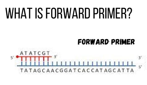Image result for Front-Loading Primer