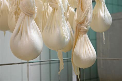 Kravlja skuta cijena, Skuta prodaja, Kravlje mlijeko Pasterizirano ...