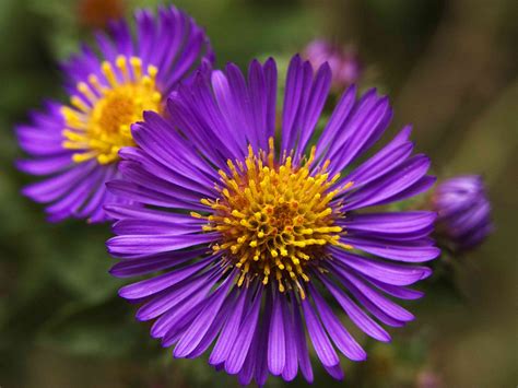 12 Types of Wildflowers for Summer Gardens