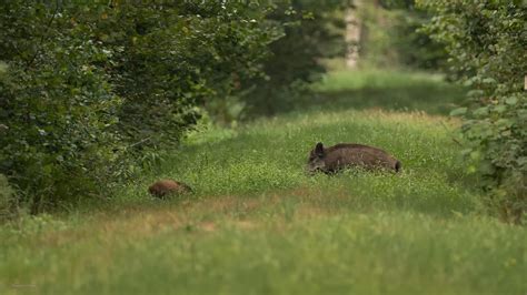 Bache-Frischling (1 von 1) Foto & Bild | tiere, wildlife, natur Bilder auf fotocommunity