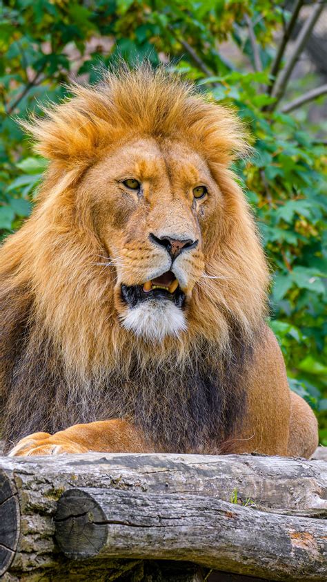 Download wallpaper 1350x2400 lion, big cat, predator, logs, wild iphone ...