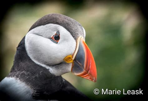 SEABIRDS AND SEALS - THE ORIGINAL NOSS BOAT TOURS (2026) All You Need ...