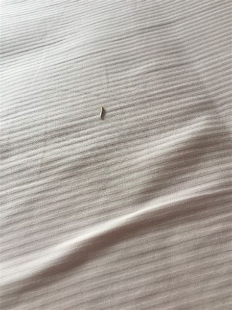 床上发现白色虫子像蛆,床上发现白色虫子 - 伤感说说吧