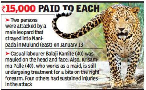 Leopard Attack: In humane move, 6 attacked by leopard given speedy ...
