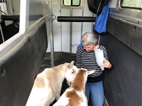 Image result for Loading Goats On Trailer