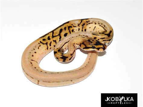 Image result for Leopard Spider Ball Python