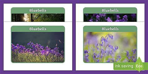 Bluebells Photo Pack (teacher made) - Twinkl