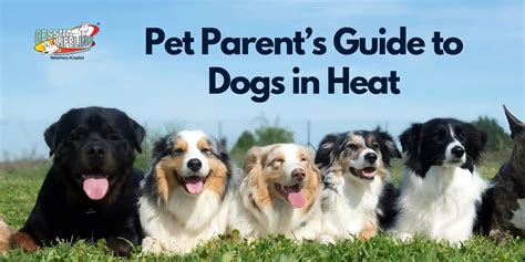 Pet Parent’s Guide to Dogs in Heat