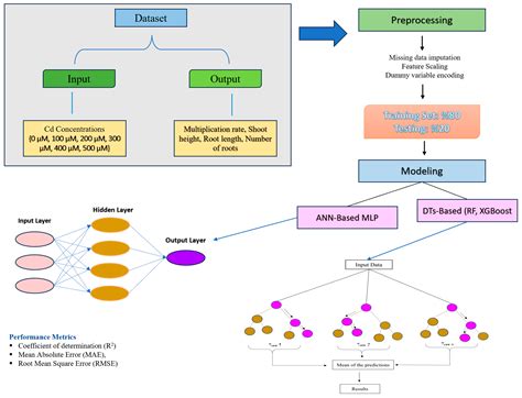 Assessing Cadmium Stress Resilience in Myrtle Genotypes Using Machine ...