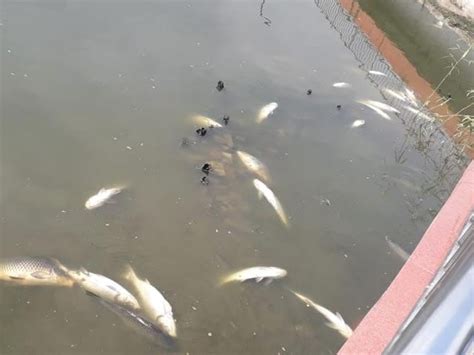 दिल्ली में बड़े पैमाने पर मछलियों की मौत का उर्वरक प्रदूषण हो सकता है ...