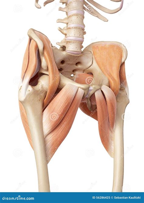 Image result for Lower Back Hip Muscles