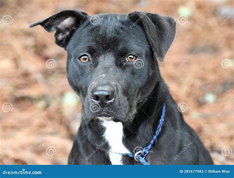 Black Pitbull and Labrador Mix Breed Dog Panting Tongue Stock Image ...