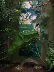 ZooLex Exhibit - Realm of the Red Ape