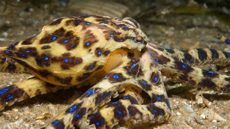 Image result for Blue-Ringed Octopus Facts
